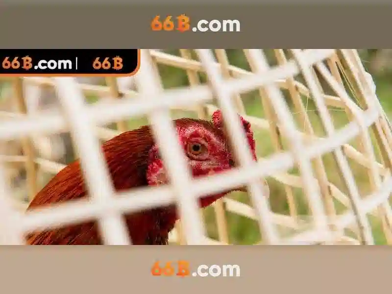 Lựa chọn áo ngực phù hợp với 66B\n\n<h2 class=