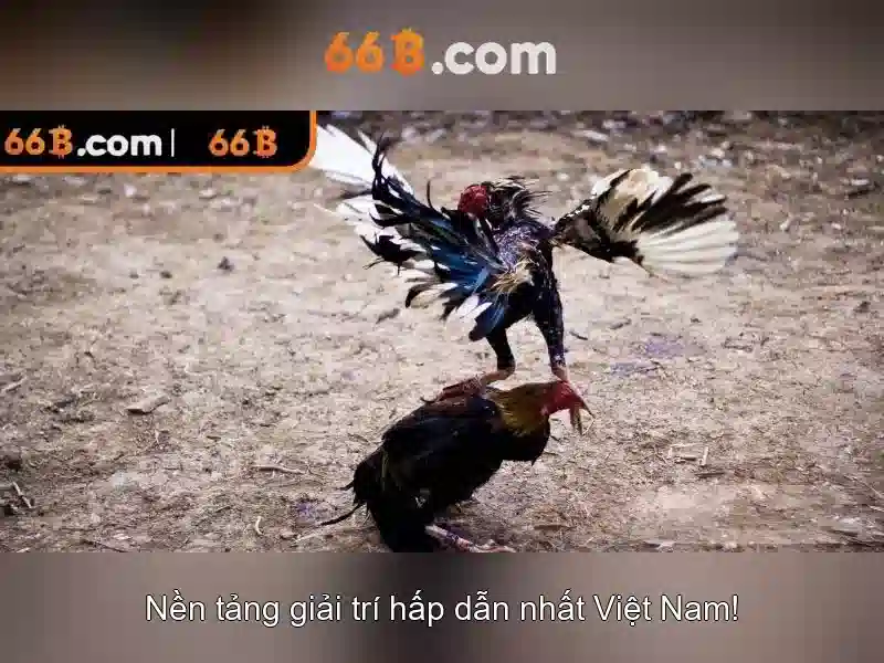 Đặc điểm nổi bật của 66B