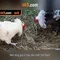 66b: Khái niệm, nguồn gốc và ứng dụng